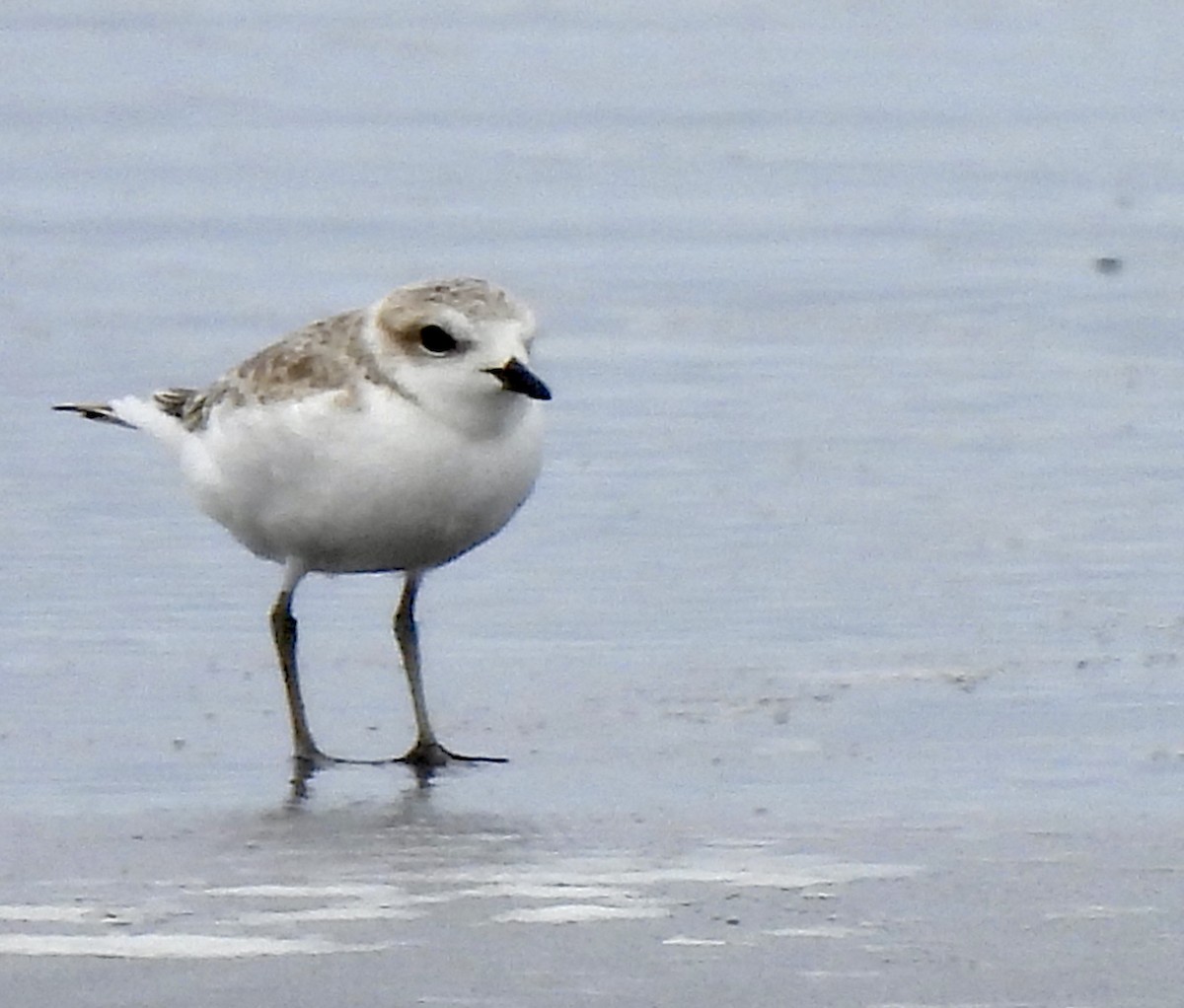 Snowy Plover - ML623572365