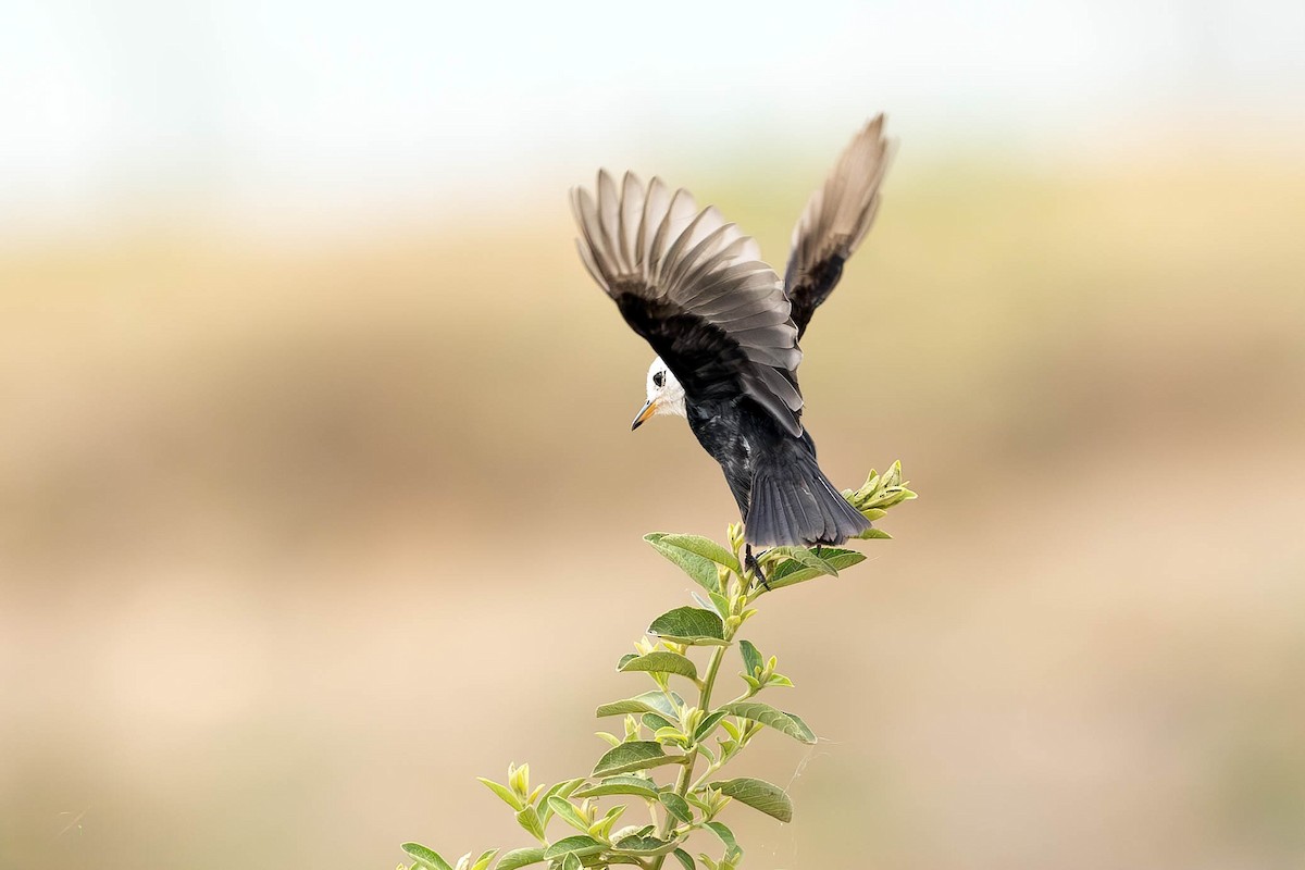 White-headed Marsh Tyrant - ML623572375