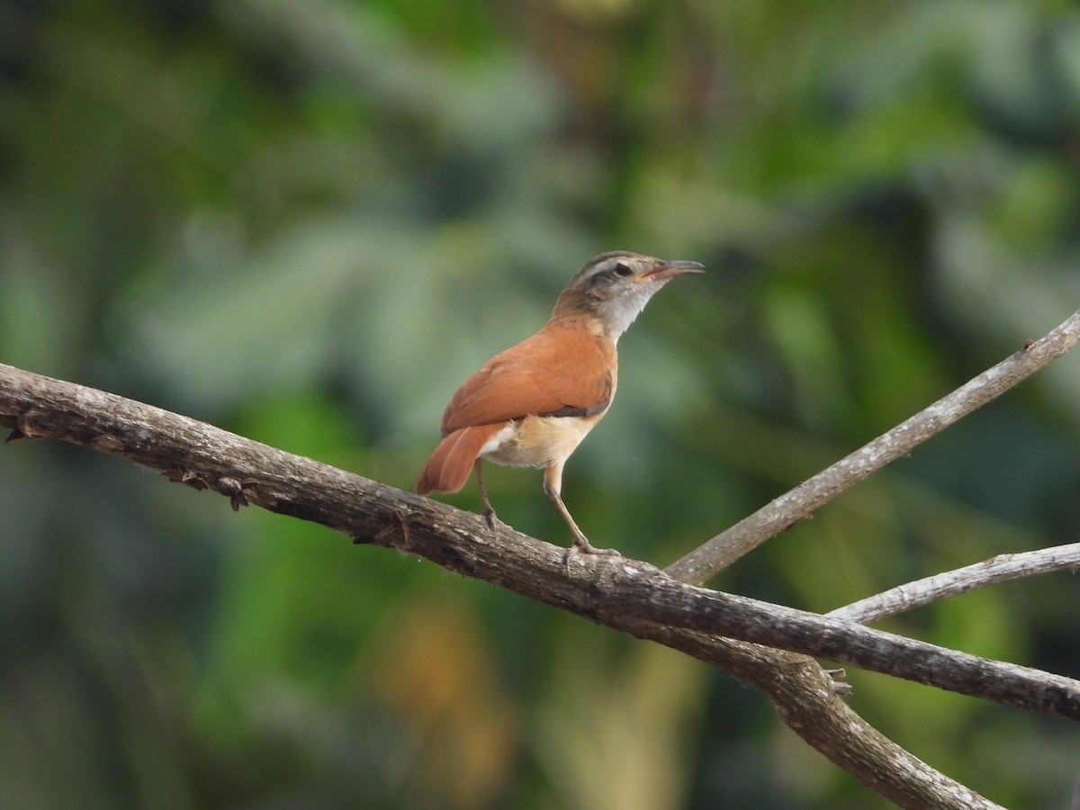 Lesser Hornero - Matt Kelly