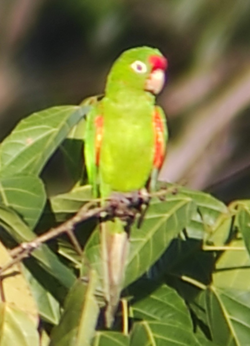 Crimson-fronted Parakeet - ML623572451