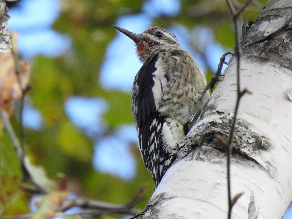 Yellow-bellied Sapsucker - ML623572475