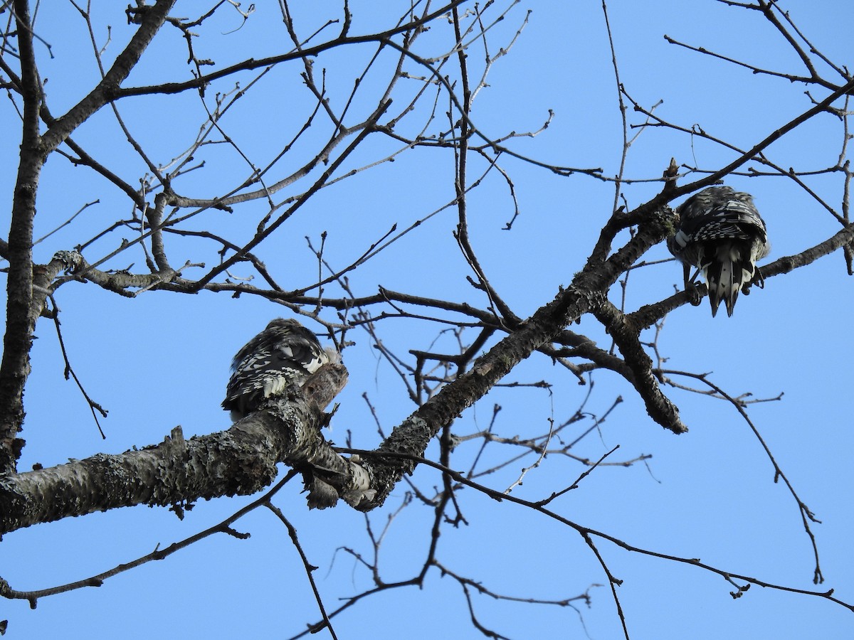 Yellow-bellied Sapsucker - ML623572477