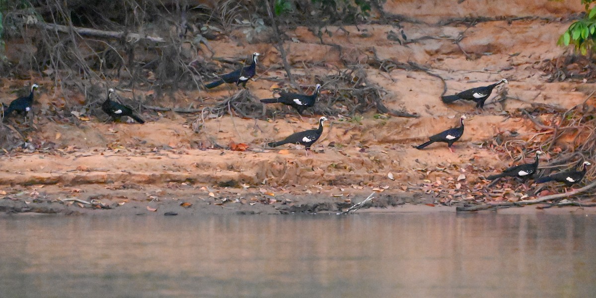 White-throated Piping-Guan - ML623572601