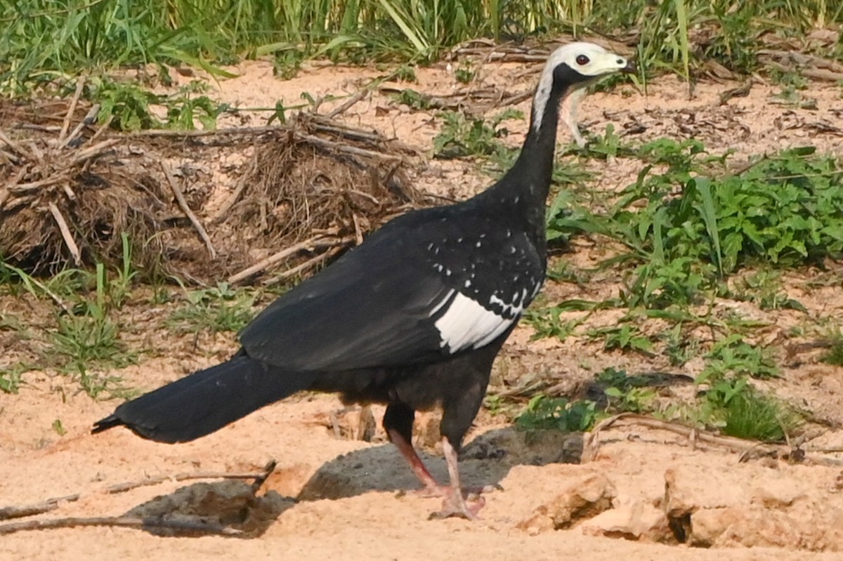 White-throated Piping-Guan - ML623572602