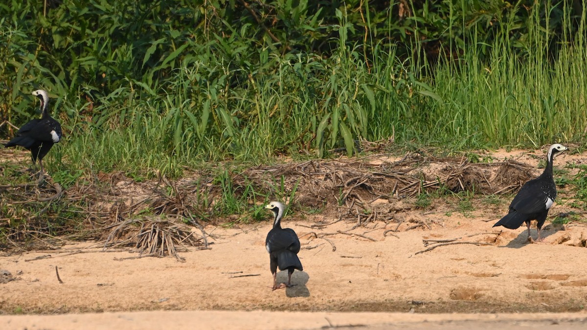 White-throated Piping-Guan - ML623572603