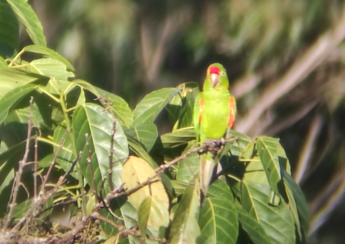 Crimson-fronted Parakeet - ML623572605