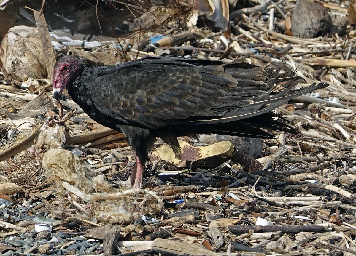 Turkey Vulture - ML623572627