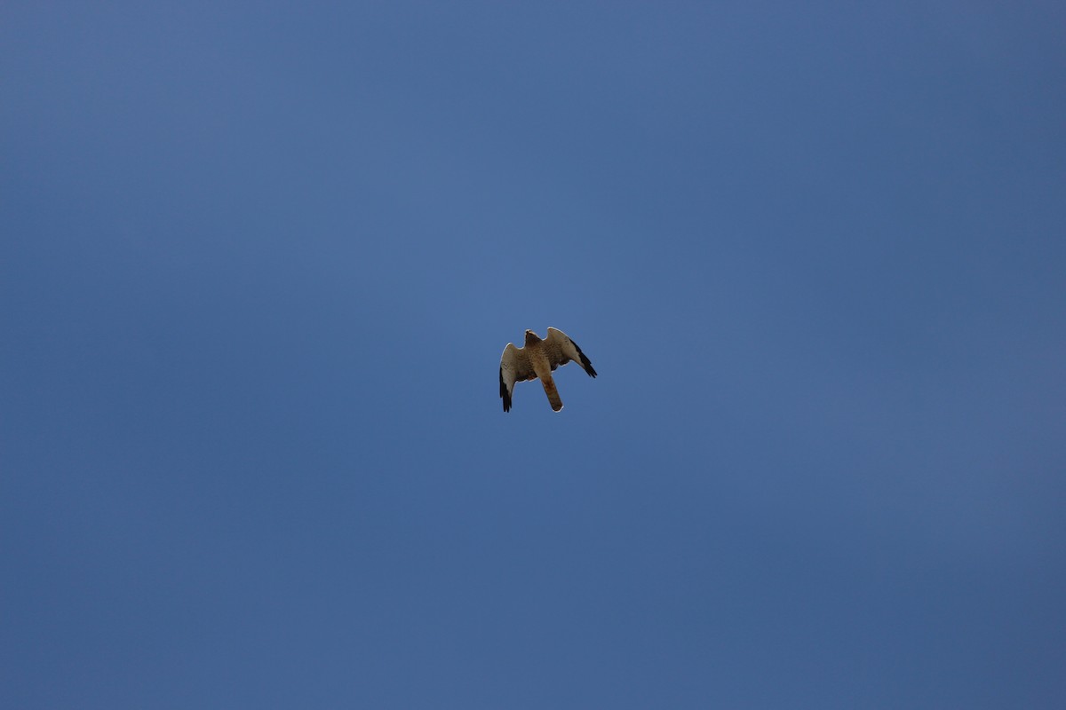 Northern Harrier - ML623572641