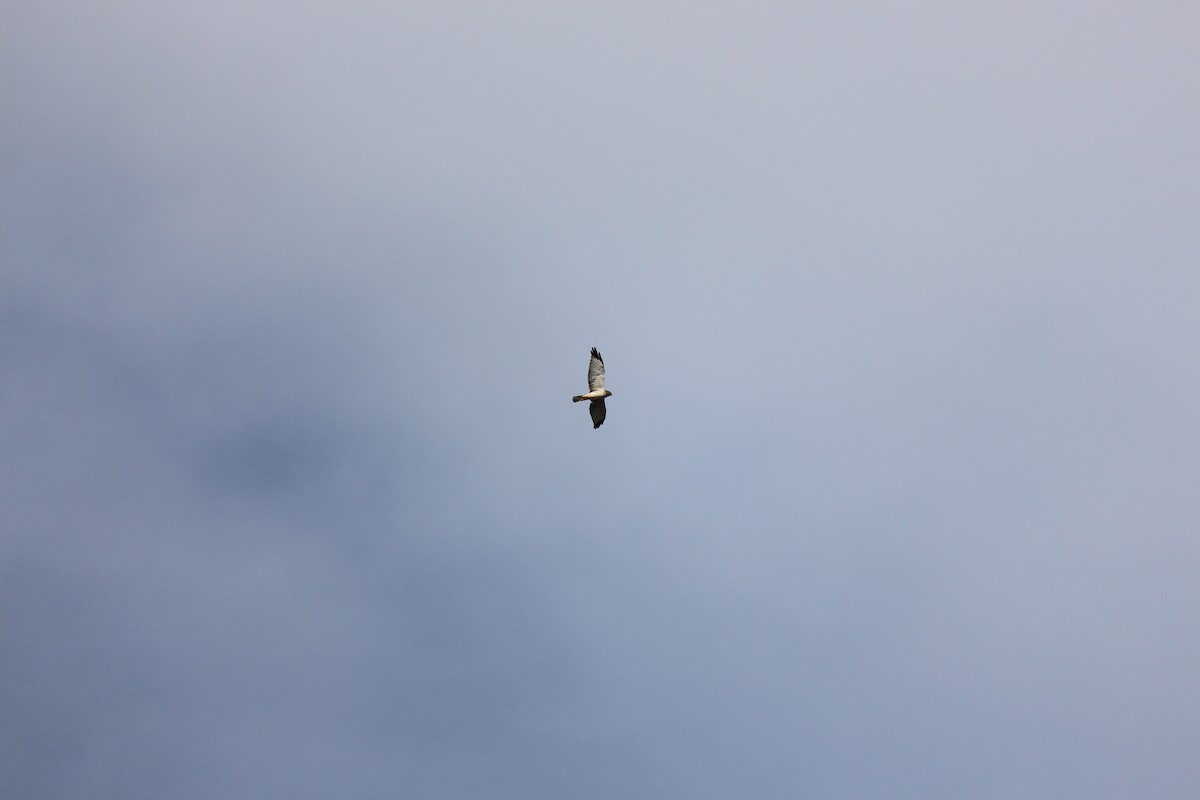 Northern Harrier - ML623572642