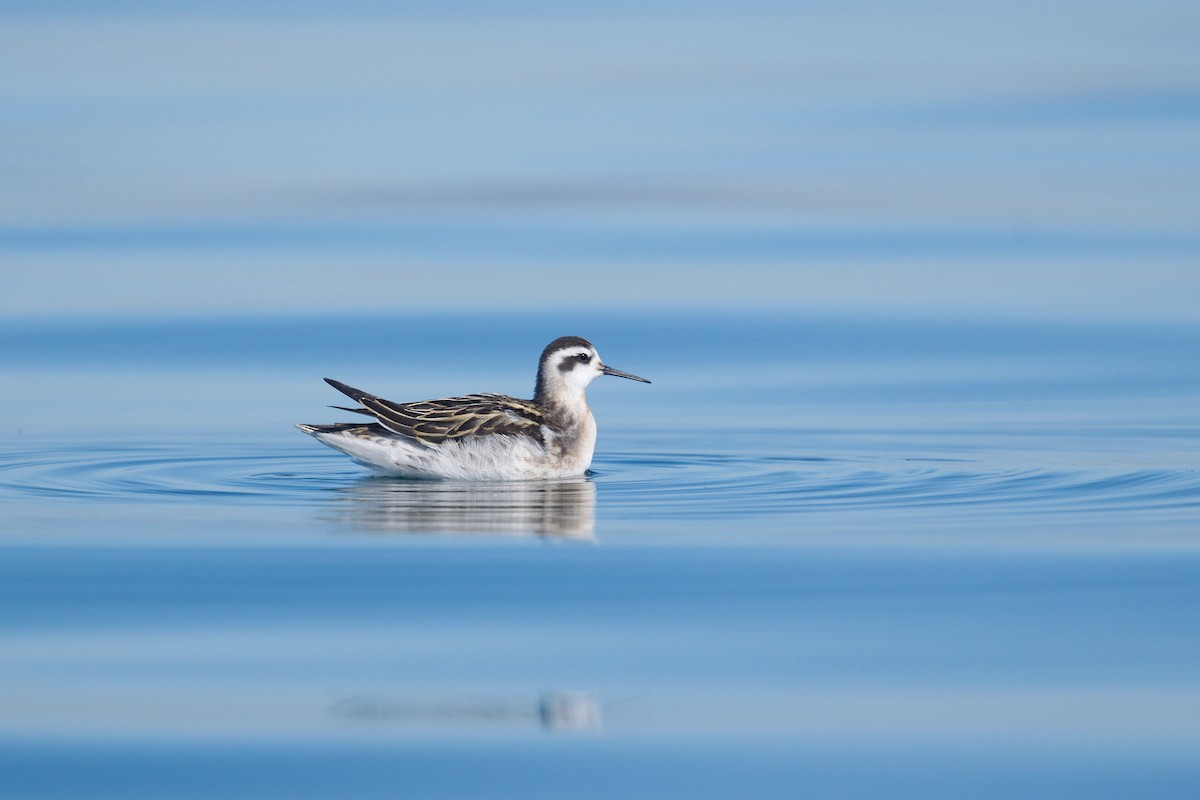 Phalarope à bec étroit - ML623572648