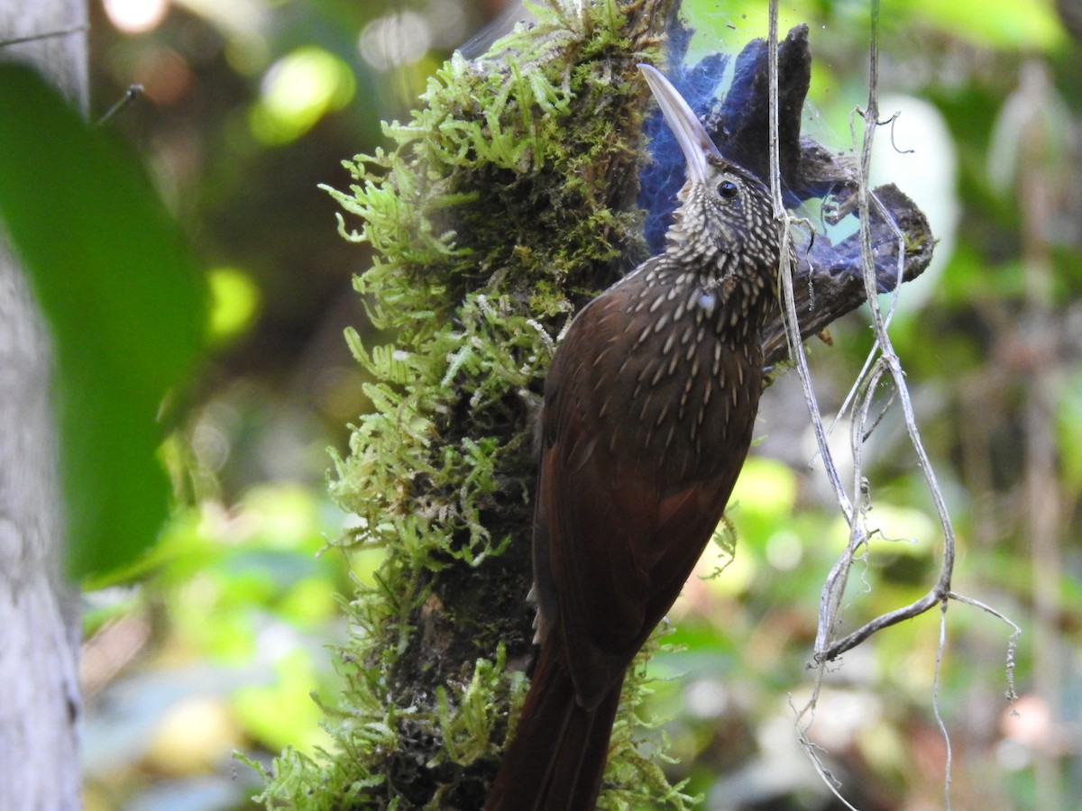 Ivory-billed Woodcreeper - ML623572687