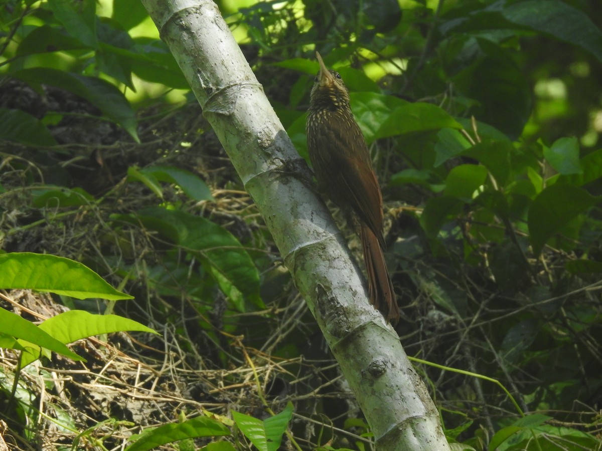 Ivory-billed Woodcreeper - ML623572689