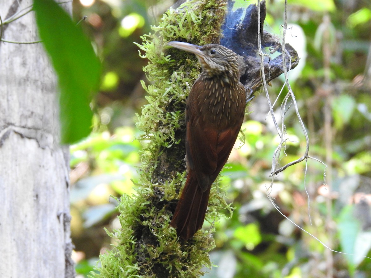 Ivory-billed Woodcreeper - ML623572692