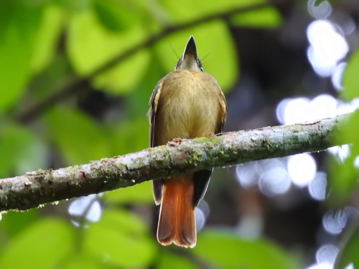 Tropical Royal Flycatcher - ML623572744