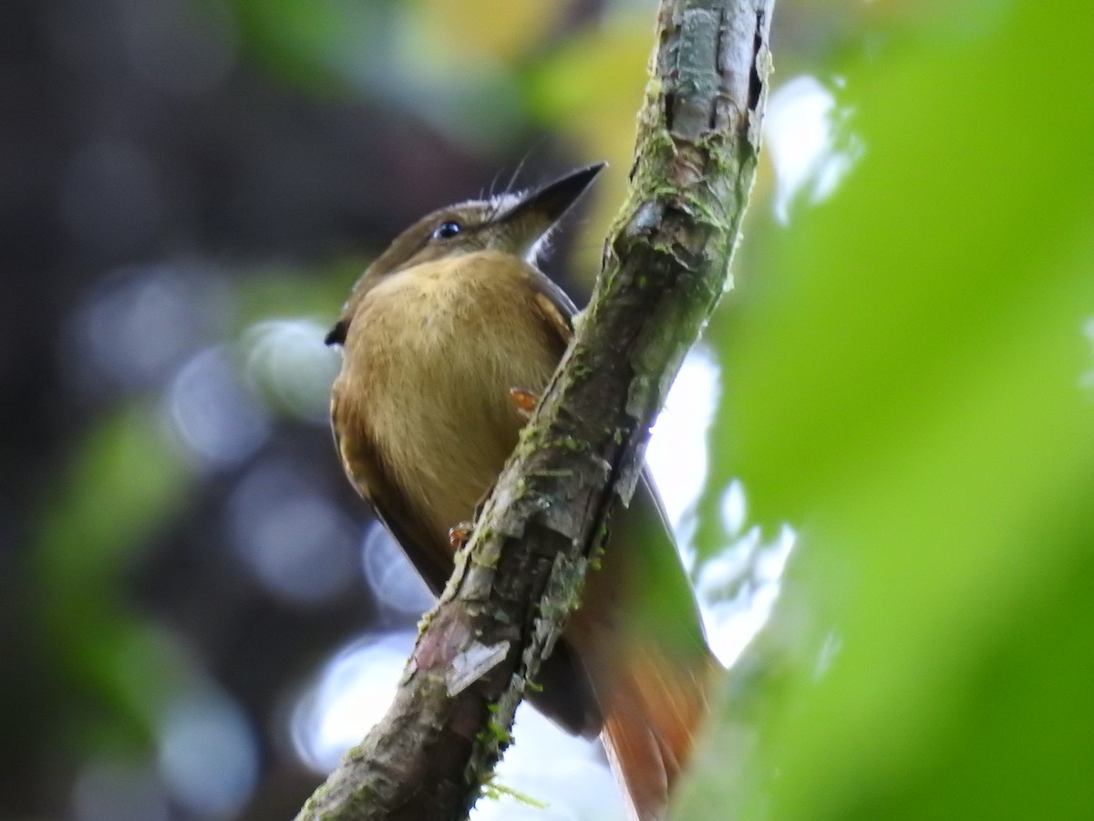 Tropical Royal Flycatcher - ML623572745