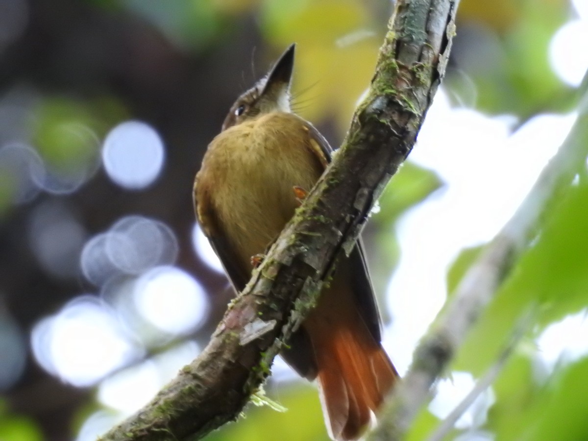 Tropical Royal Flycatcher - ML623572746