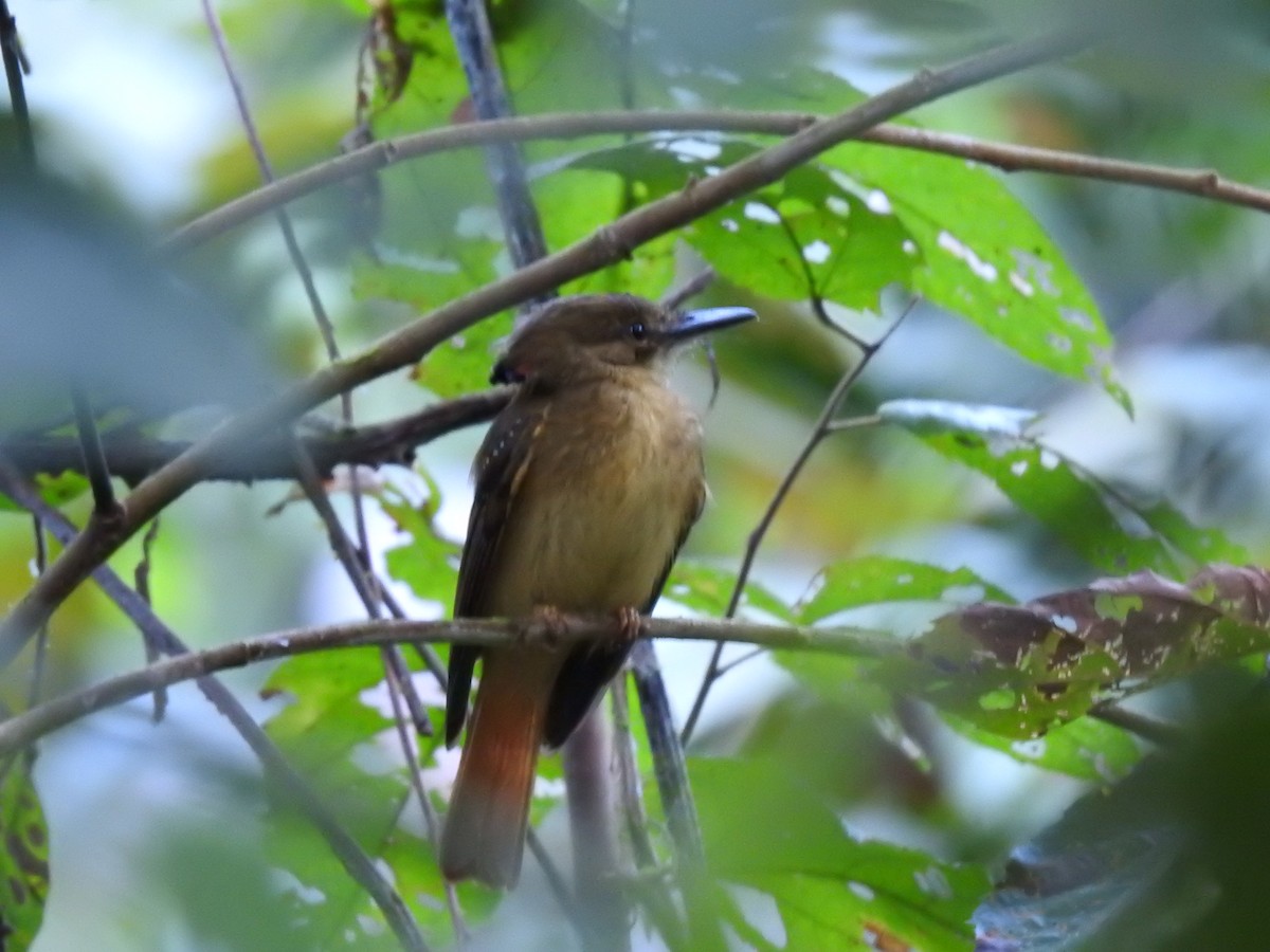 Tropical Royal Flycatcher - ML623572747