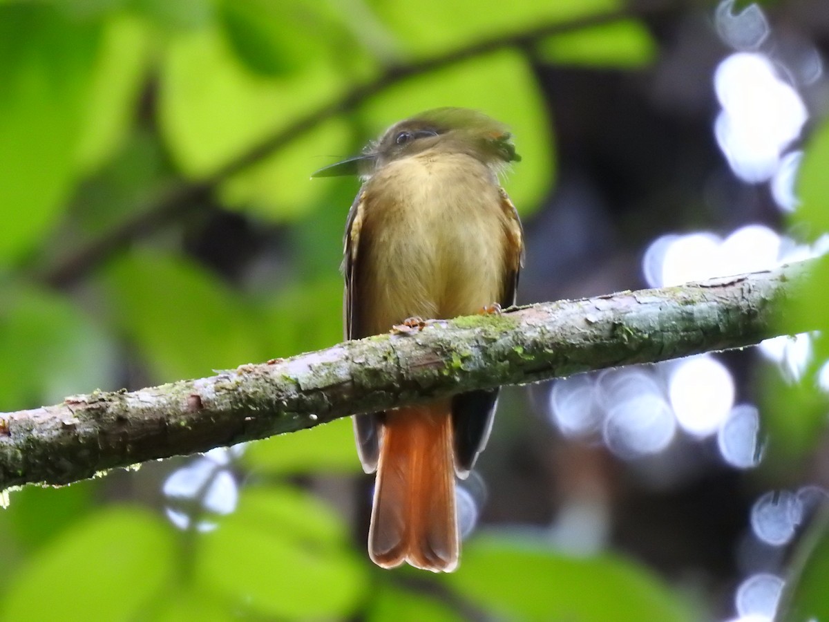 Tropical Royal Flycatcher - Erick Barbato