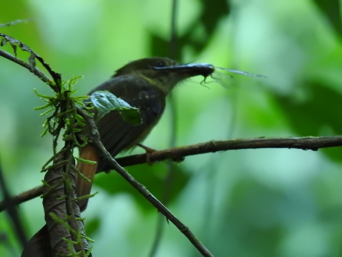 Tropical Royal Flycatcher - ML623572749