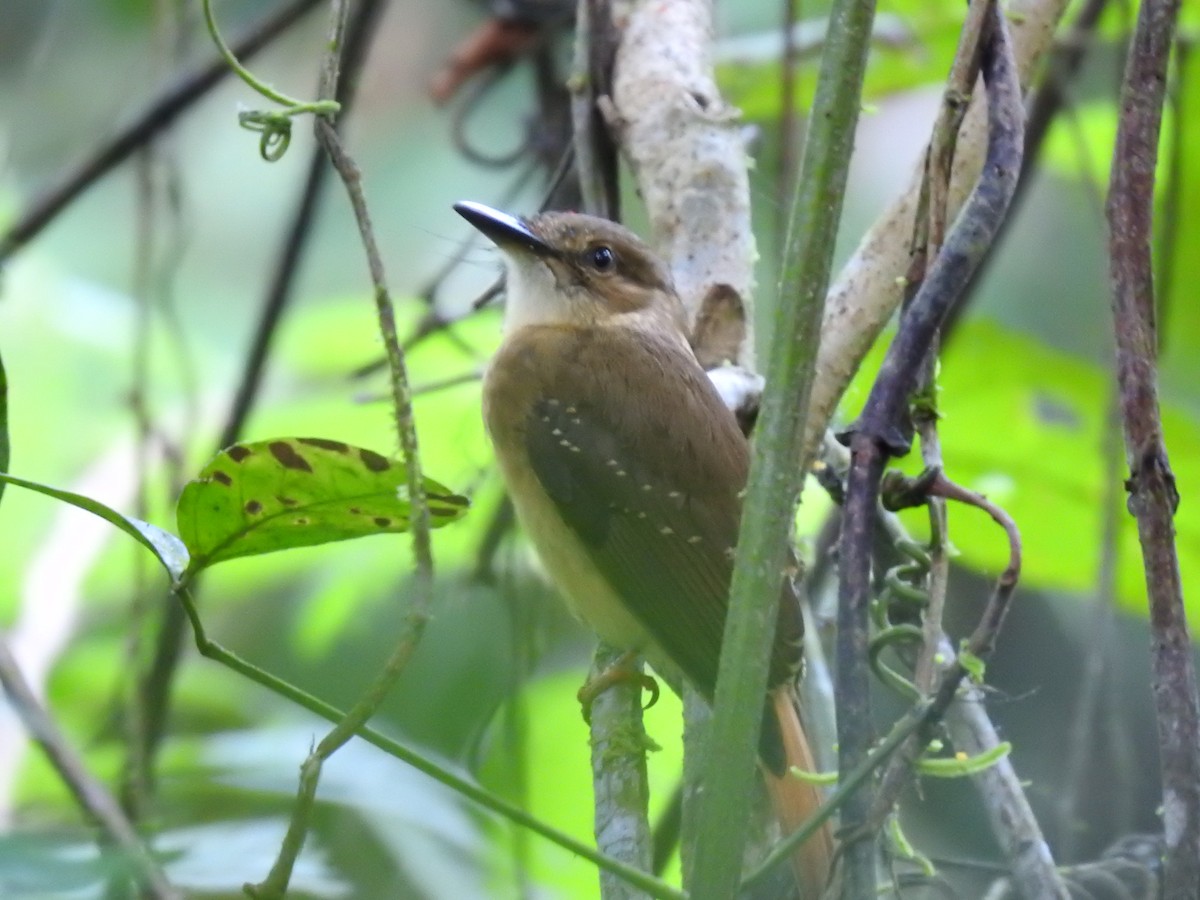 Tropical Royal Flycatcher - ML623572753