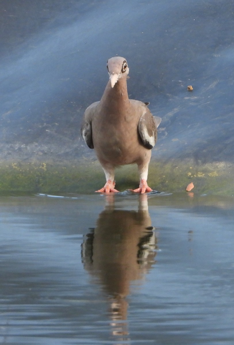 Bare-eyed Pigeon - ML623572778