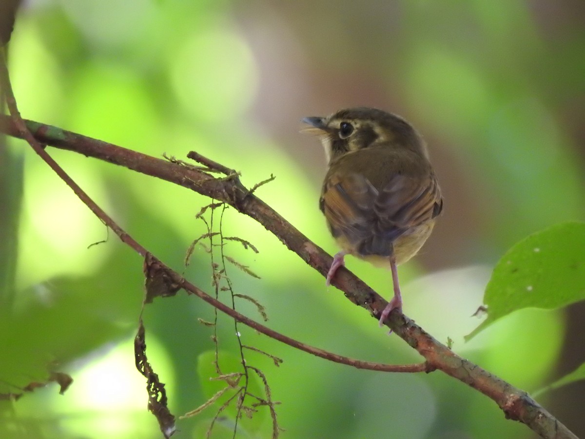 Stub-tailed Spadebill - ML623572805