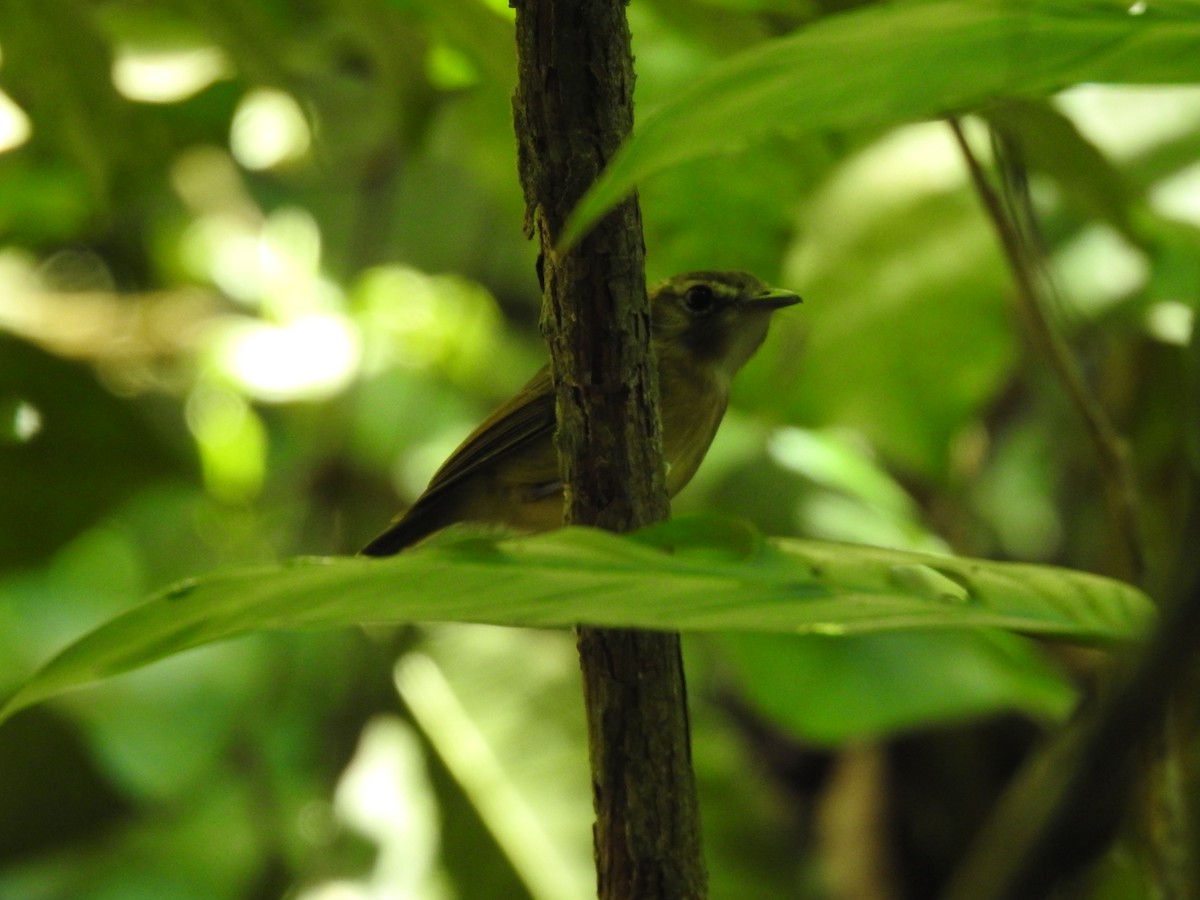 Stub-tailed Spadebill - ML623572806