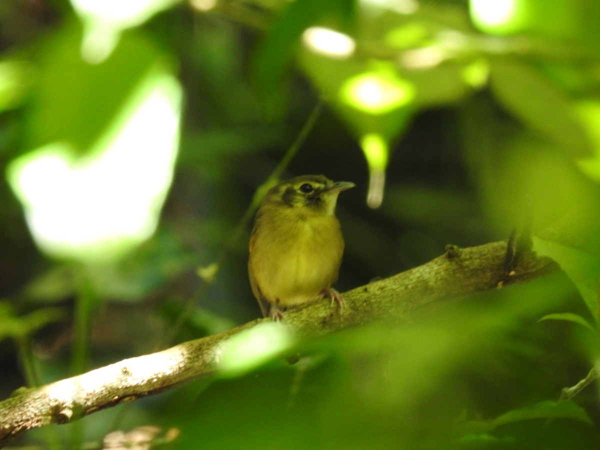 Stub-tailed Spadebill - Erick Barbato