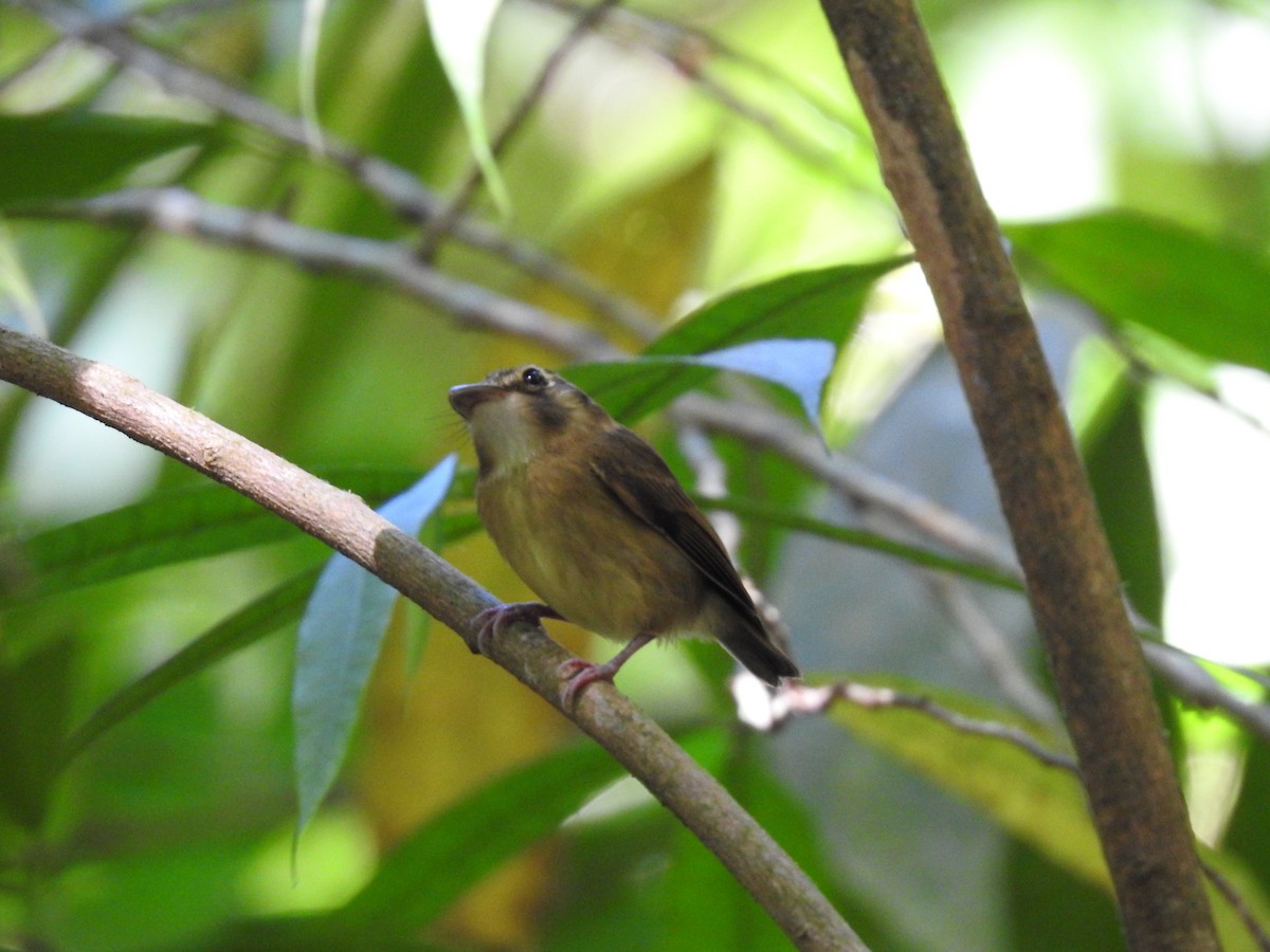 Stub-tailed Spadebill - ML623572816