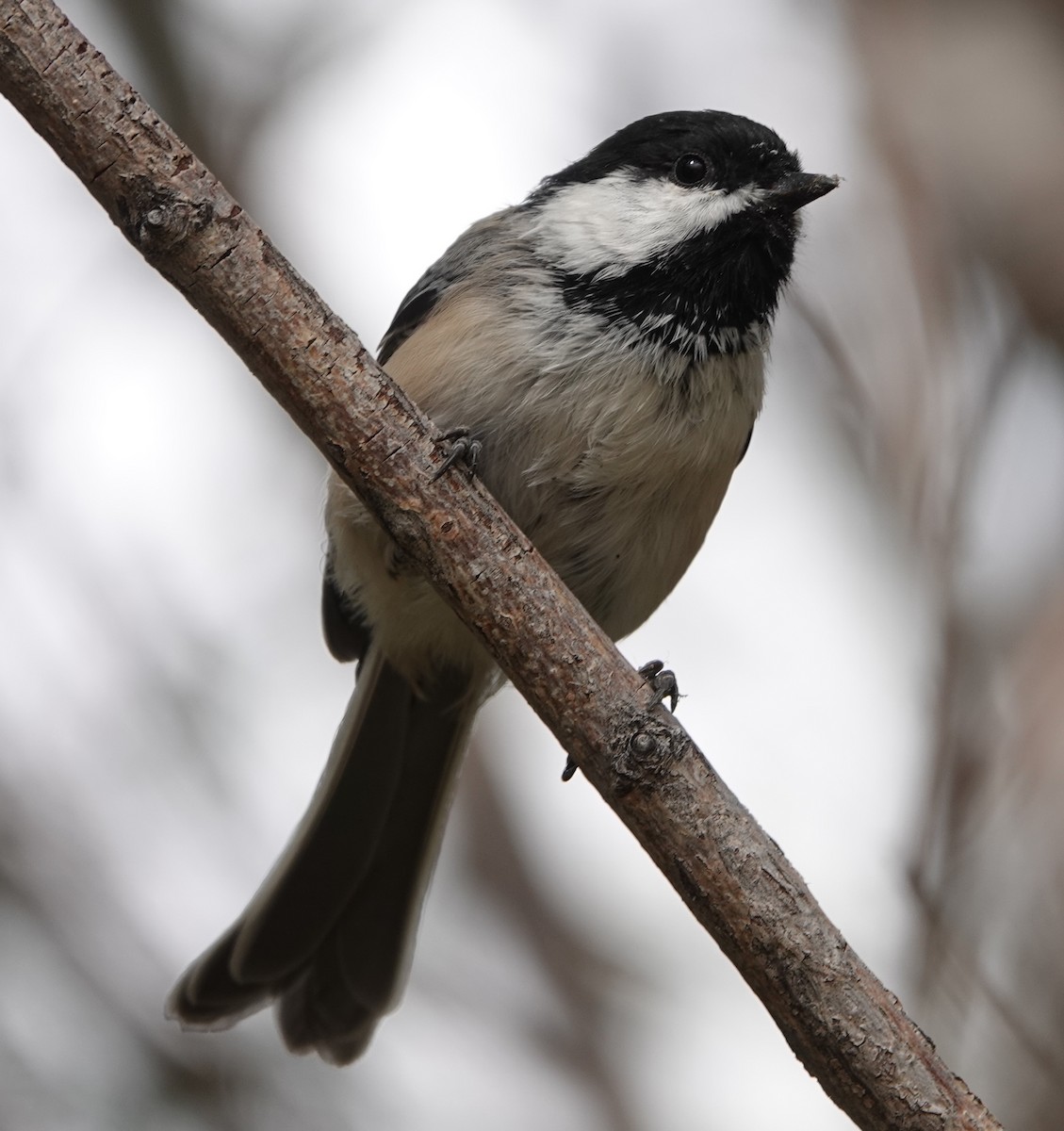 Black-capped Chickadee - ML623572831