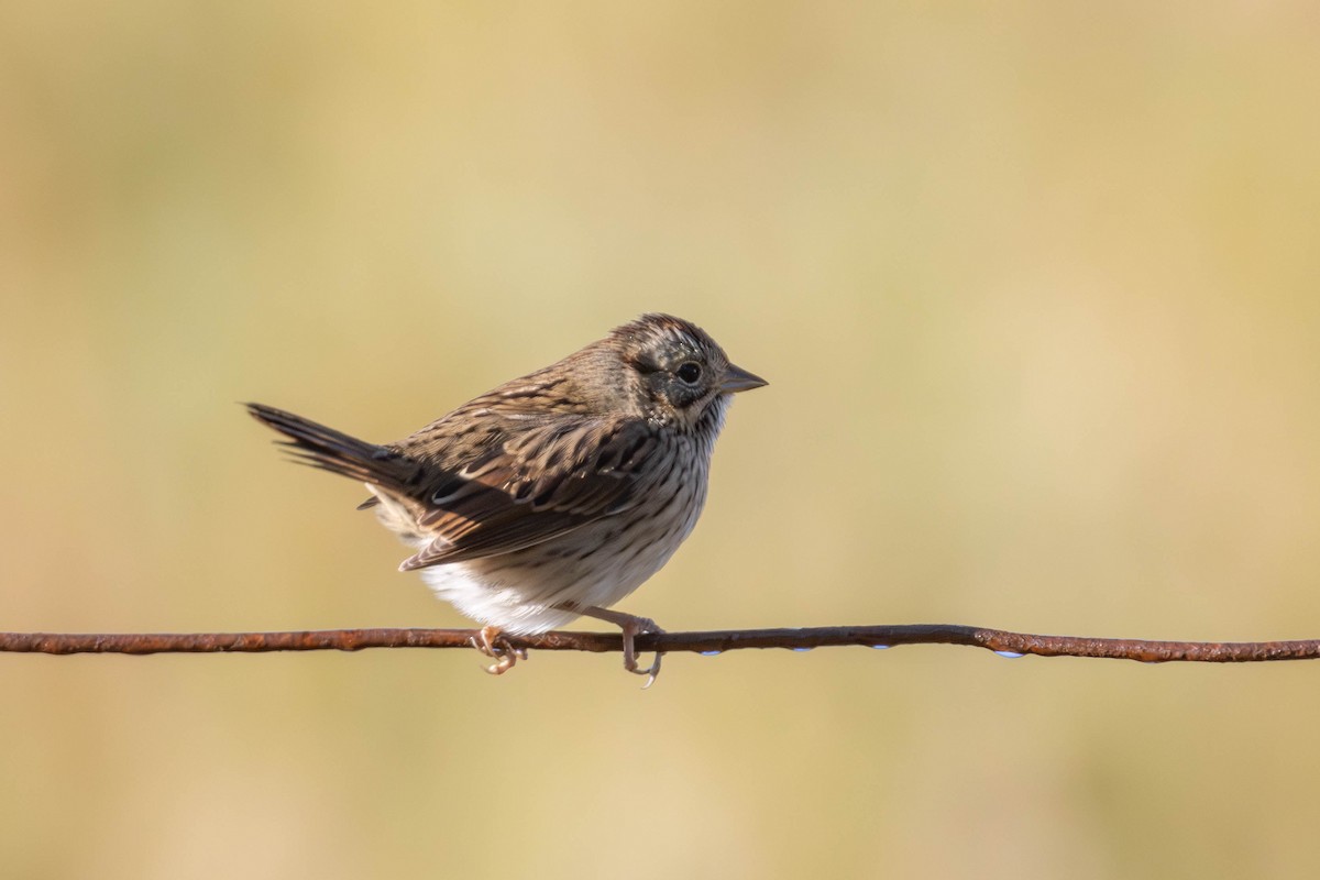 Lincoln's Sparrow - ML623572845