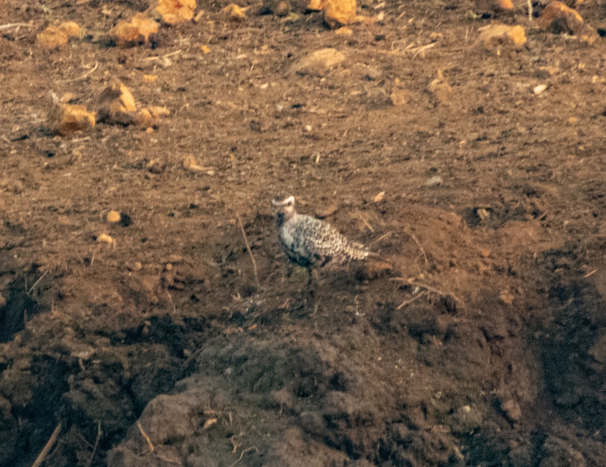 American Golden-Plover - ML623572871