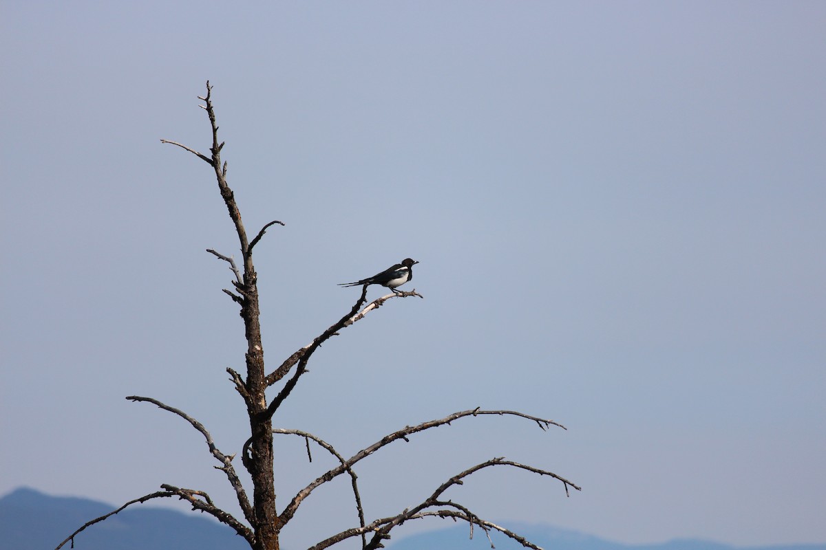 Black-billed Magpie - ML623572877