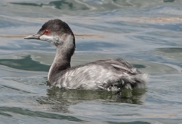 Eared Grebe - ML623572878