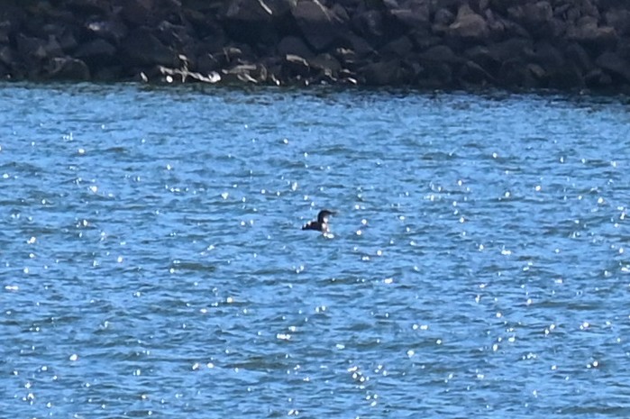 Yellow-billed Loon - ML623572883