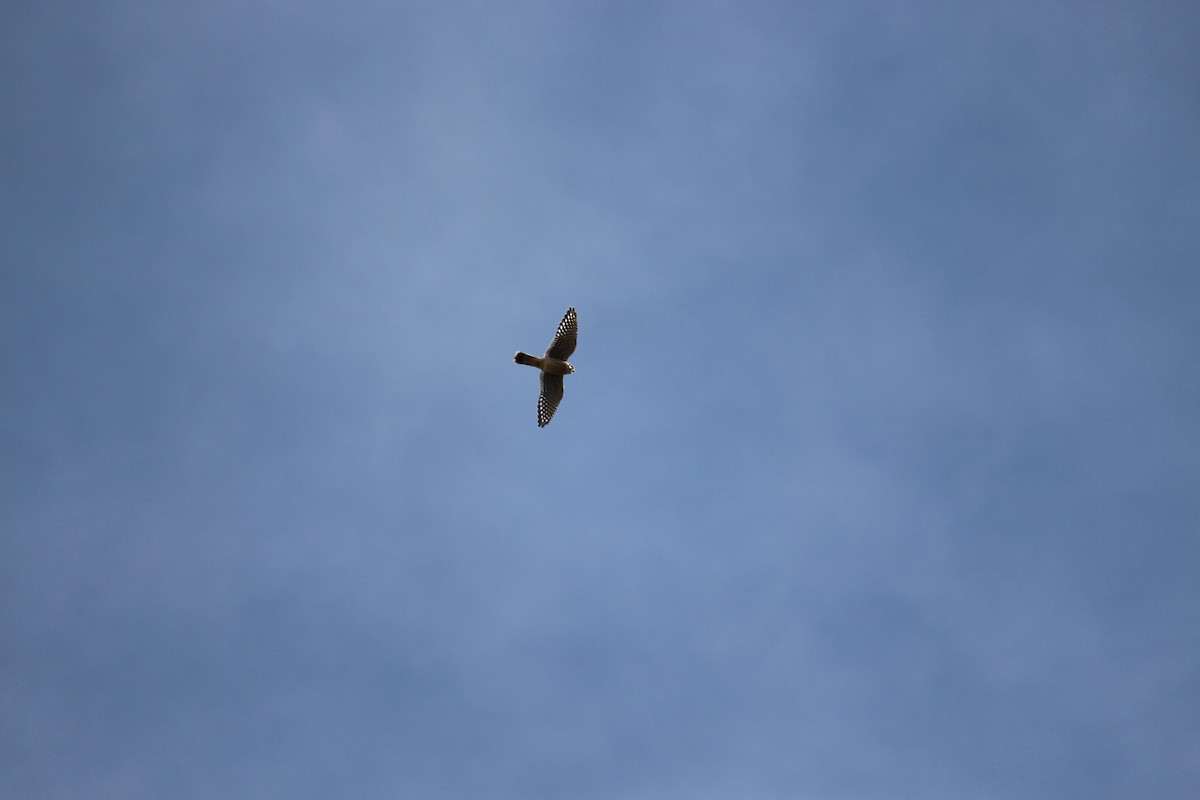 American Kestrel - ML623572889