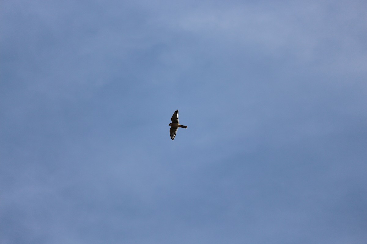 American Kestrel - ML623572890