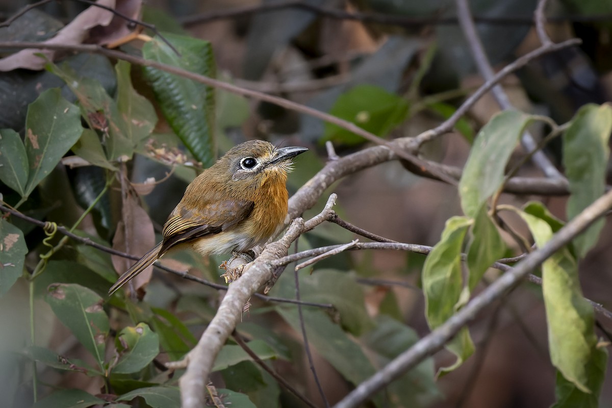Rusty-breasted Nunlet - ML623572916