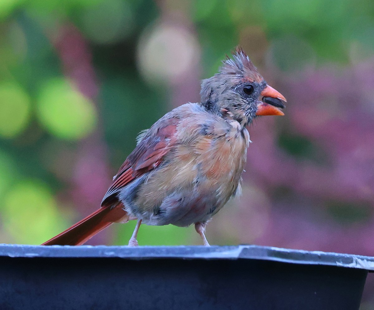 ショウジョウコウカンチョウ - ML623572923