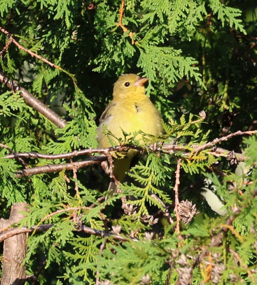 アカフウキンチョウ - ML623572955