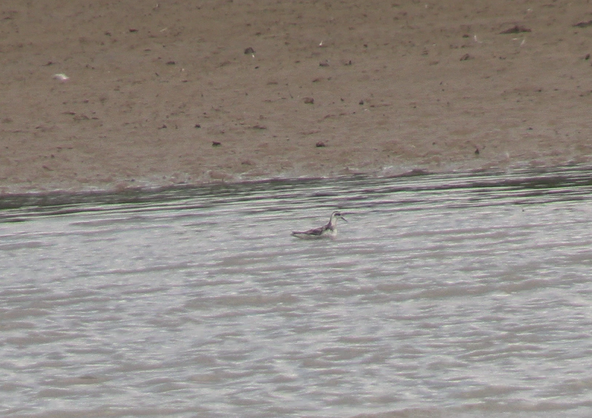 Red-necked Phalarope - Jeffrey Harris