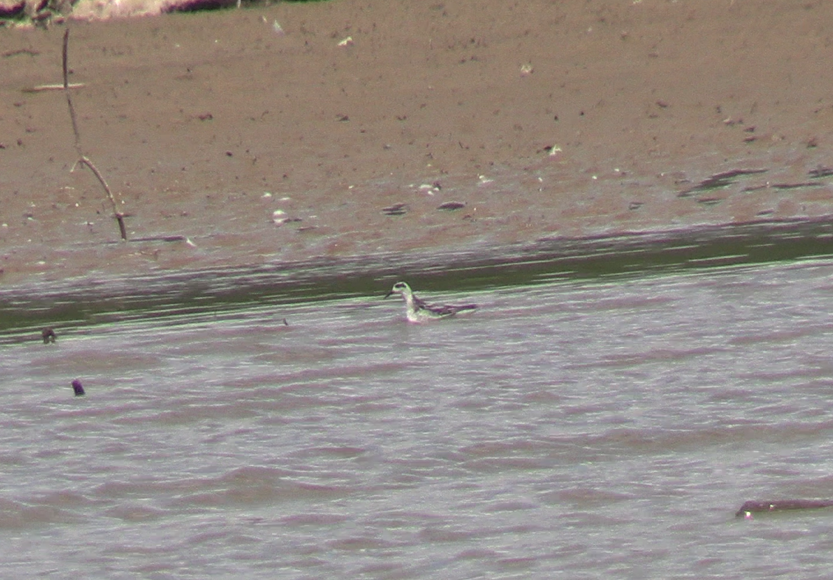 Phalarope à bec étroit - ML623572962