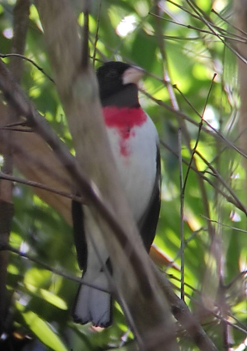 Rose-breasted Grosbeak - ML623572969