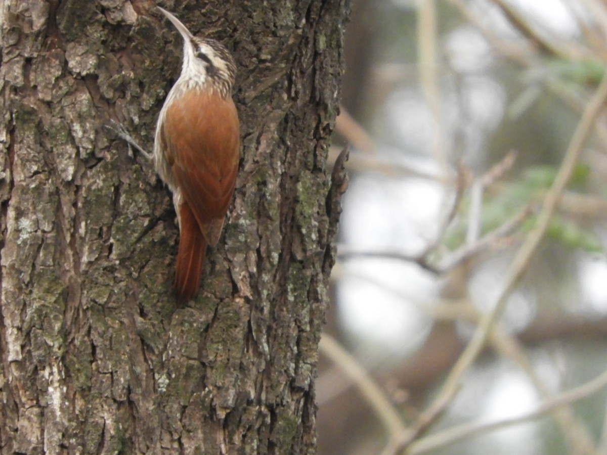 Narrow-billed Woodcreeper - ML623572976