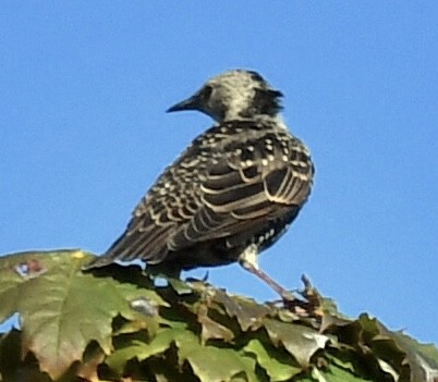 European Starling - ML623573003