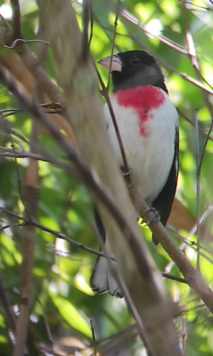 Rose-breasted Grosbeak - Sara Navarro