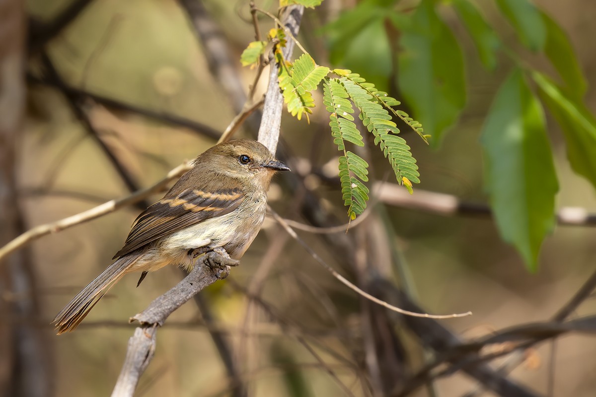 Fuscous Flycatcher - ML623573039