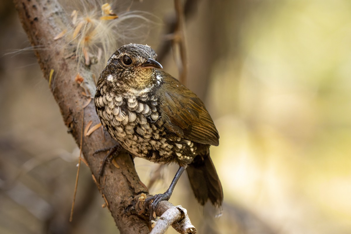 Sharp-tailed Streamcreeper - ML623573047