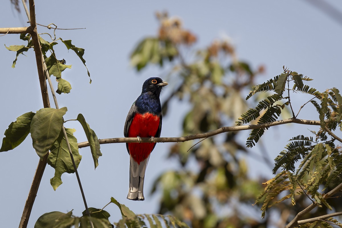 Surucua Trogon (Red-bellied) - ML623573060