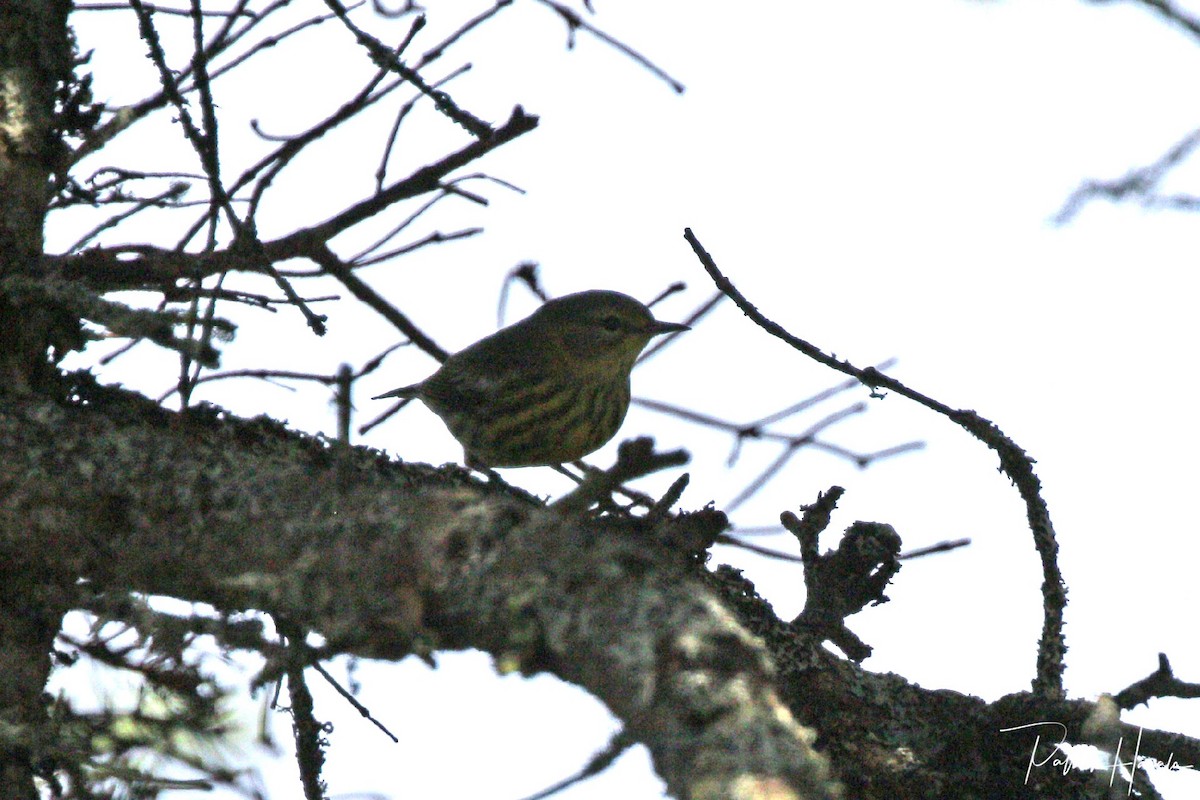 Cape May Warbler - ML623573074